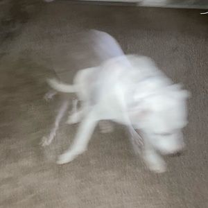 Meet your Posher, Candice